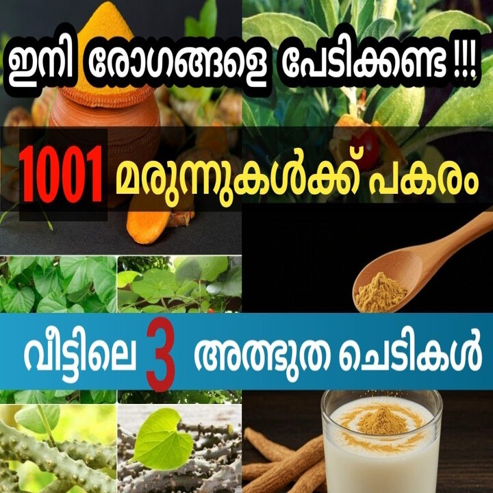 Three Powerful Ayurvedic Herbs to Naturally Boost Your Immunity